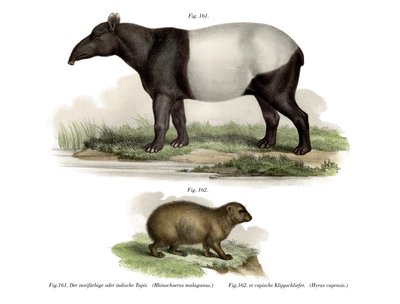 Asian Tapir by German School